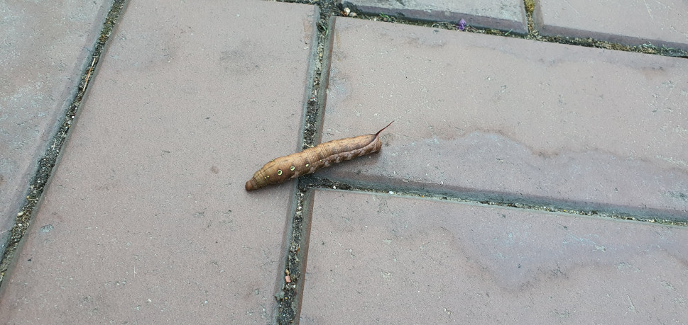 20210812_073921.jpg : 나뭇잎인 줄 밟을 뻔했네 20210812_073921.jpg : 나뭇잎인 줄 밟을 뻔했네