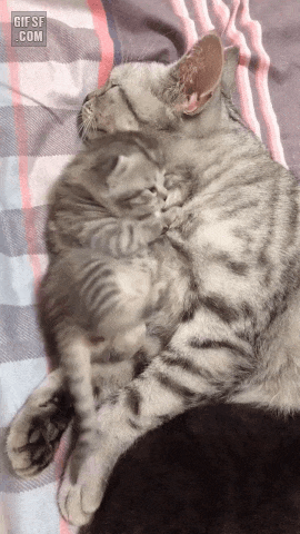 1661089401255.gif : 아 배아푸당 1661089401255.gif : 아 배아푸당