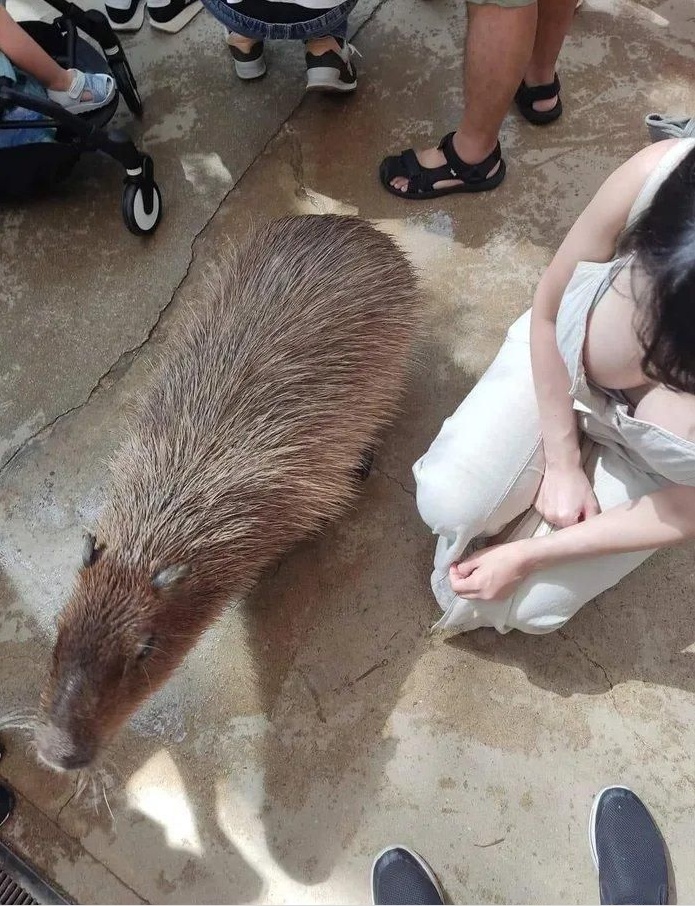 IMG_0225.jpeg : 카피바라 귀엽다 IMG_0225.jpeg : 카피바라 귀엽다