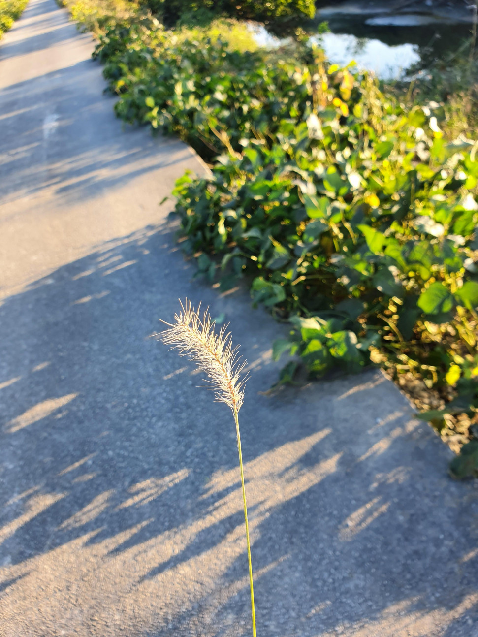 20221013_170118.jpg : 네코자라시 네코자라시 20221013_170118.jpg : 네코자라시 네코자라시