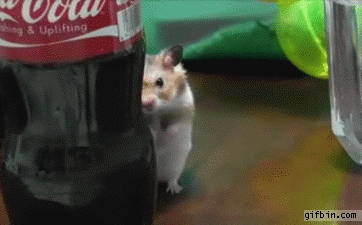 1571246406.GIF : 네오를 지켜보는 네흥이