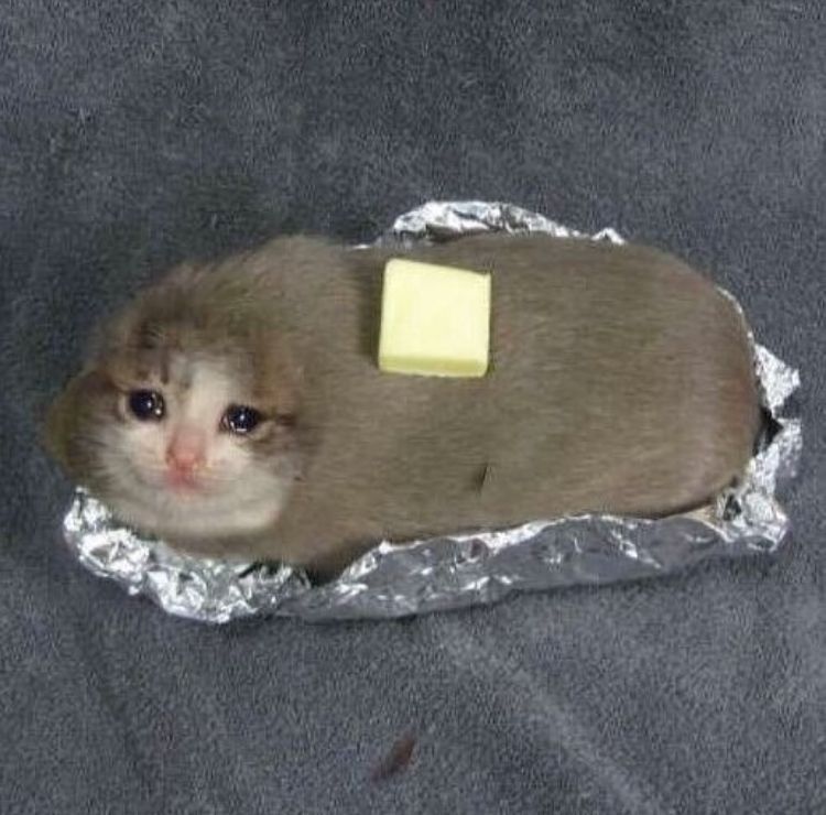 C23C1CA1-A37B-4E37-9A4A-253590662D9C.jpeg : 고양이 키우고 싶은데 C23C1CA1-A37B-4E37-9A4A-253590662D9C.jpeg : 고양이 키우고 싶은데