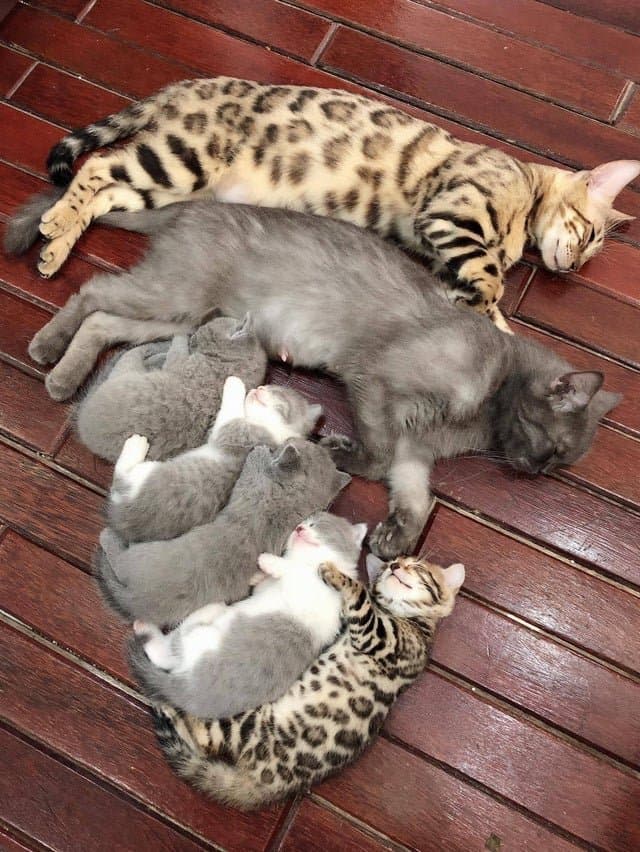 1628645745.jpg : 고양이 가족 1628645745.jpg : 고양이 가족