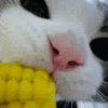 icon_7 (2).gif : 네오라보 오늘 글 보니까 애니 얘기 2~3개 밖에 없고 icon_7 (2).gif : 네오라보 오늘 글 보니까 애니 얘기 2~3개 밖에 없고