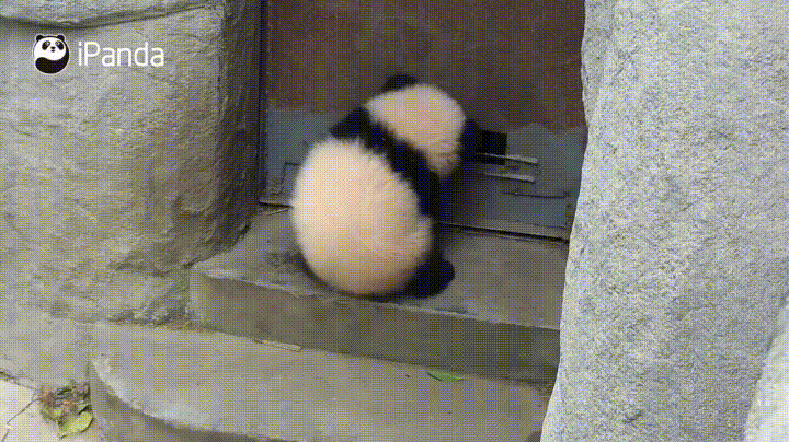 1573322179.gif : 비비큐 뱀파이어 2단계 먹지마 1573322179.gif : 비비큐 뱀파이어 2단계 먹지마