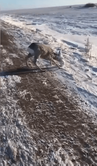 1673135835408.gif : 배겨푸당 1673135835408.gif : 배겨푸당