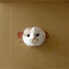 10A0C689-A568-4184-B057-F110ED9D15BB.gif : 배고프당 10A0C689-A568-4184-B057-F110ED9D15BB.gif : 배고프당