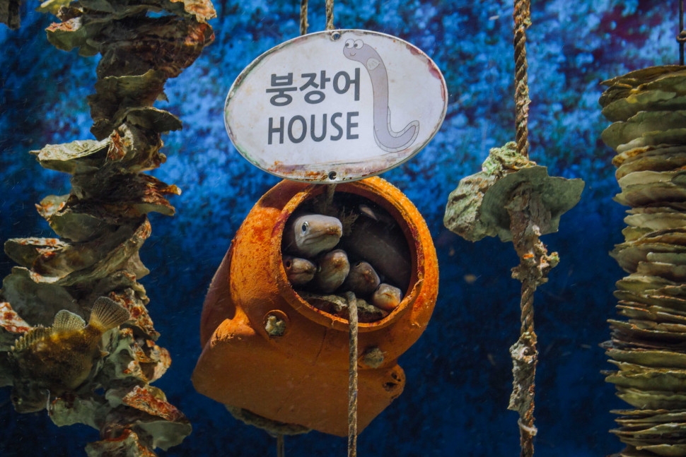 26CB7FB1-F09E-44FF-AE18-FF74A7CEAE4E.jpeg : 여수 아쿠아 플래닛 2 26CB7FB1-F09E-44FF-AE18-FF74A7CEAE4E.jpeg : 여수 아쿠아 플래닛 2