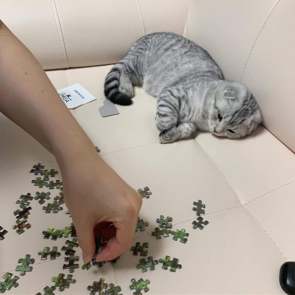 61050518_2366260686753875_9190176672710656000_n.jpg : 냥 61050518_2366260686753875_9190176672710656000_n.jpg : 냥