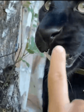 1673511920250.gif : 고양이 하품할 때 손가락 넣기 1673511920250.gif : 고양이 하품할 때 손가락 넣기