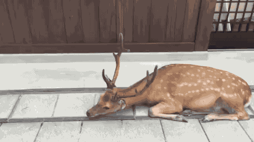 1656677817655.gif : 사슴 1656677817655.gif : 사슴