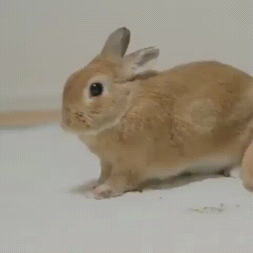 1623141505.gif : 쥐 1623141505.gif : 쥐