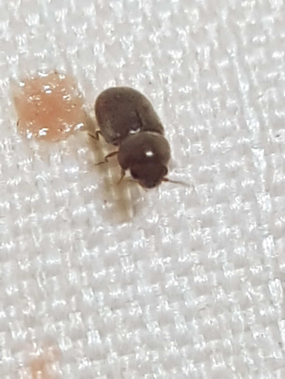 20190525_230748.jpg : 얘 무슨 벌레잉지 아는 사람 20190525_230748.jpg : 얘 무슨 벌레잉지 아는 사람