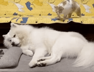 1695831652301.gif : 카페인 머그니 잠이안오네 1695831652301.gif : 카페인 머그니 잠이안오네