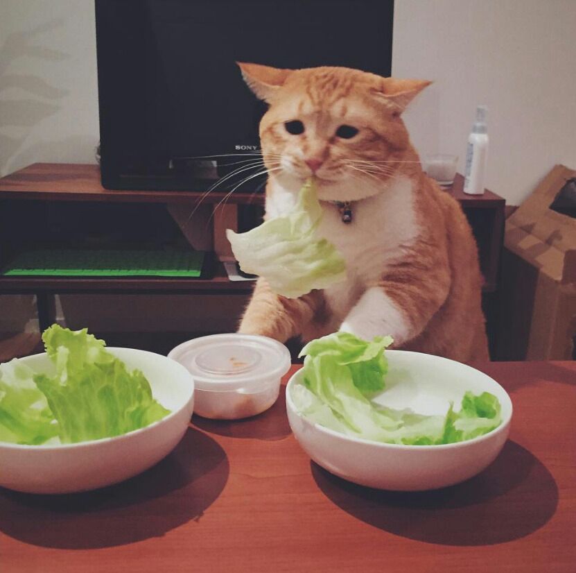 1539567845344.jpg : 네흥이네 집 식탁 1539567845344.jpg : 네흥이네 집 식탁