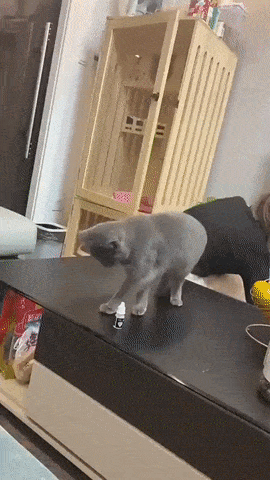 1692026745715.gif : 네냥이 1692026745715.gif : 네냥이