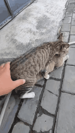 29C2F614-67DD-4690-9B6E-E51C10434FEC.gif : 거세가 과연 정답일까? 29C2F614-67DD-4690-9B6E-E51C10434FEC.gif : 거세가 과연 정답일까?