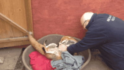 1697551548567.gif : 네흥신을 구해주면 안 되는 이유 1697551548567.gif : 네흥신을 구해주면 안 되는 이유
