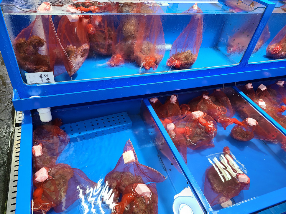 20201011_131243.jpg : 할아버지를 위해 문어샀었어 20201011_131243.jpg : 할아버지를 위해 문어샀었어