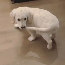 1571857812.gif : 참 동물들은 꼬리 왜 있을까
