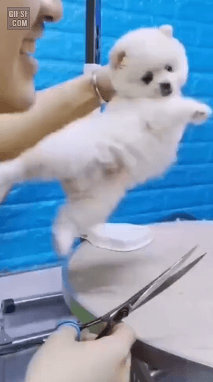 1604772426.gif : 헬리콥터 프로펠러를 잡았는데 시동이 걸릴 때 1604772426.gif : 헬리콥터 프로펠러를 잡았는데 시동이 걸릴 때