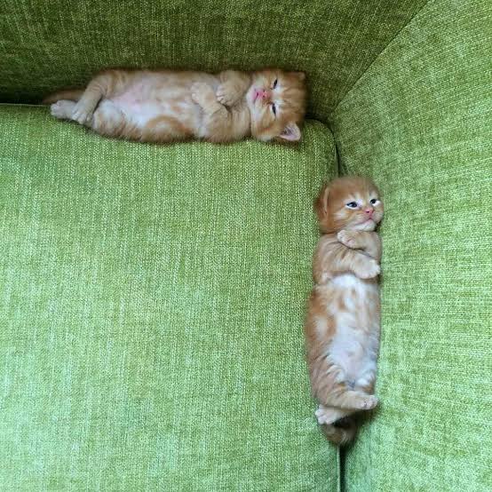 images - 2019-03-18T103635.275.jpeg : purr-pendicular images - 2019-03-18T103635.275.jpeg : purr-pendicular