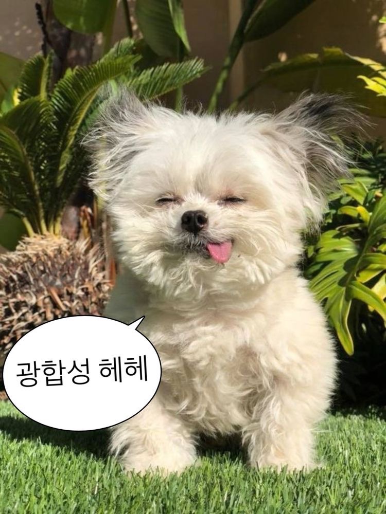 1657821234659.jpg : 네흘이 디상햇여 1657821234659.jpg : 네흘이 디상햇여