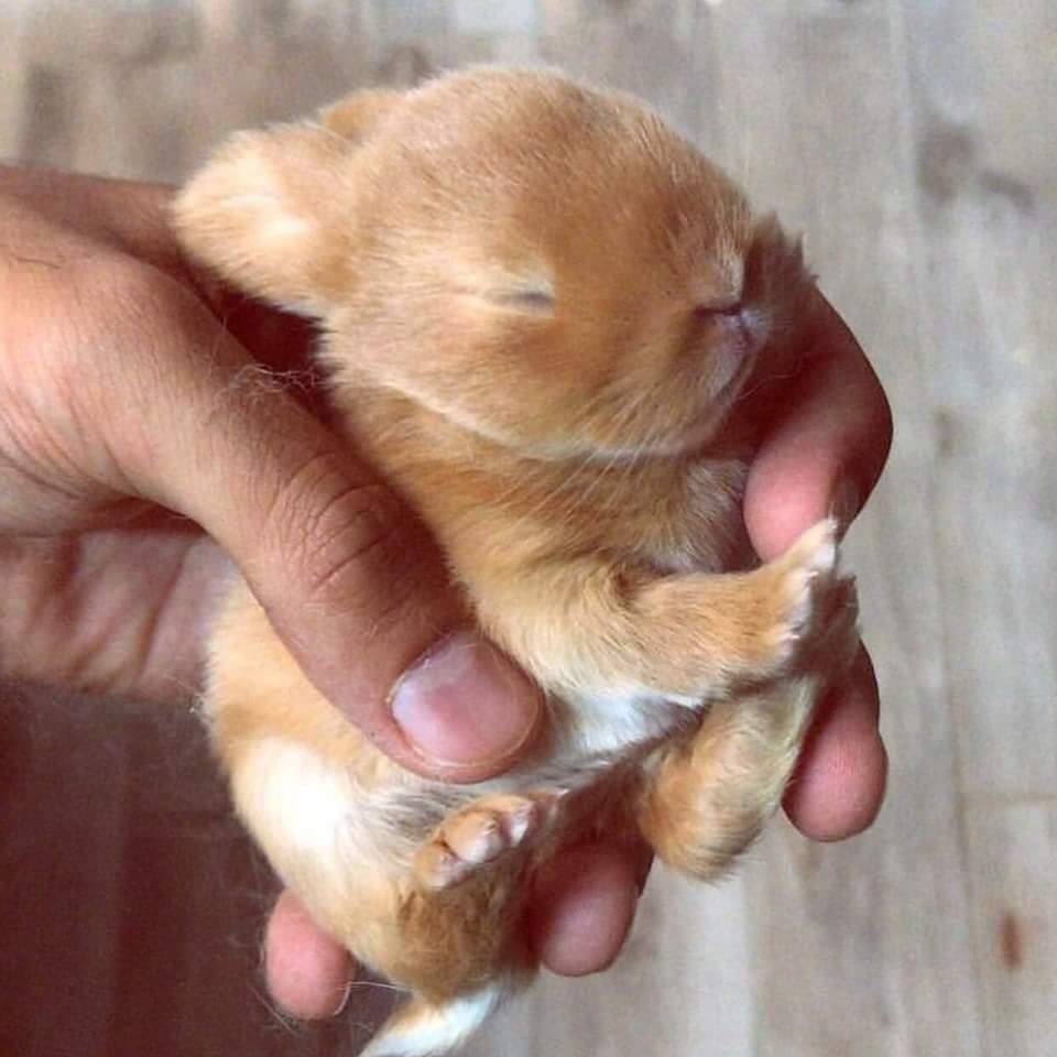 62101244_844931732533819_6720328112506142720_n.jpg : 인형같은 아기 토끼 62101244_844931732533819_6720328112506142720_n.jpg : 인형같은 아기 토끼