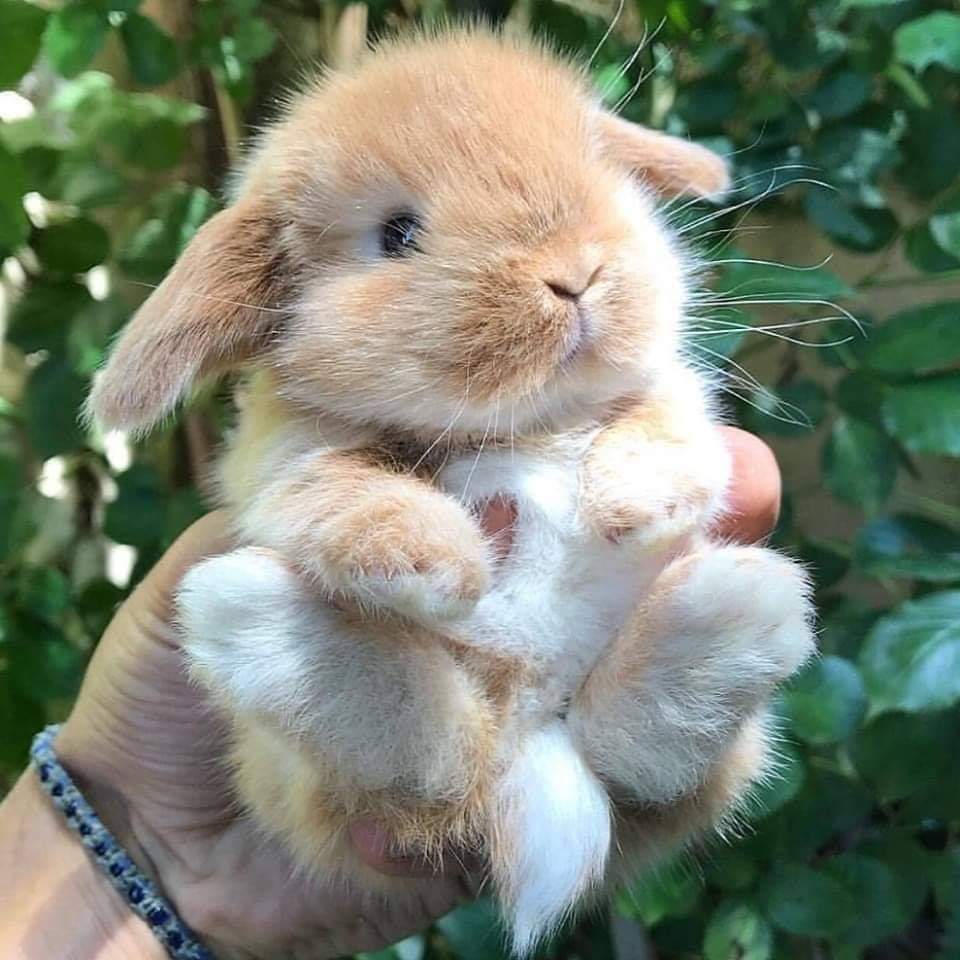 62121645_844931695867156_7898539501243334656_n.jpg : 인형같은 아기 토끼 62121645_844931695867156_7898539501243334656_n.jpg : 인형같은 아기 토끼
