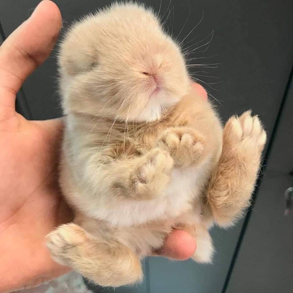 62916685_844931635867162_2833722720712130560_n.jpg : 인형같은 아기 토끼 62916685_844931635867162_2833722720712130560_n.jpg : 인형같은 아기 토끼