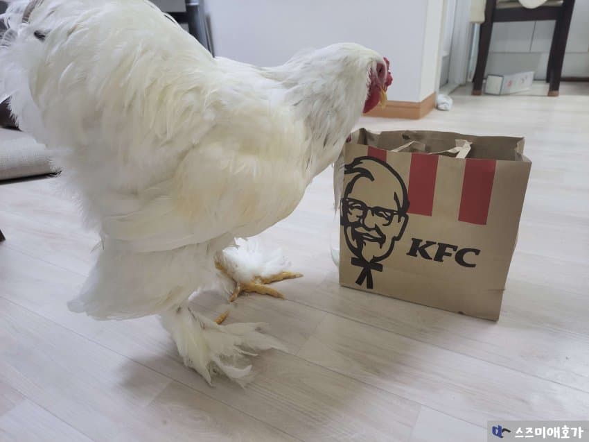 0F795014-88CB-4E14-B6FB-97EB1E603AF7.jpeg : kfc좋아하는 넹이 0F795014-88CB-4E14-B6FB-97EB1E603AF7.jpeg : kfc좋아하는 넹이