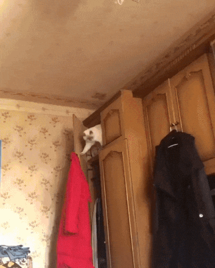 1698074413-1.gif : 네흠... 1698074413-1.gif : 네흠...