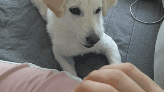 F22CF328-E248-4A76-9DD0-476C7CFABE4A.gif : 댕댕이 F22CF328-E248-4A76-9DD0-476C7CFABE4A.gif : 댕댕이