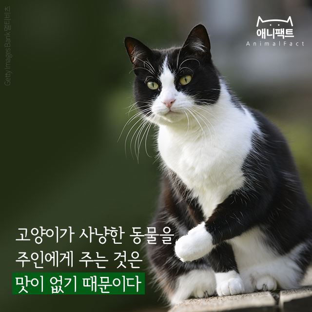 acdf0118a7054f8cae27d830f6643e1f094224.jpg : 오늘은 네망?