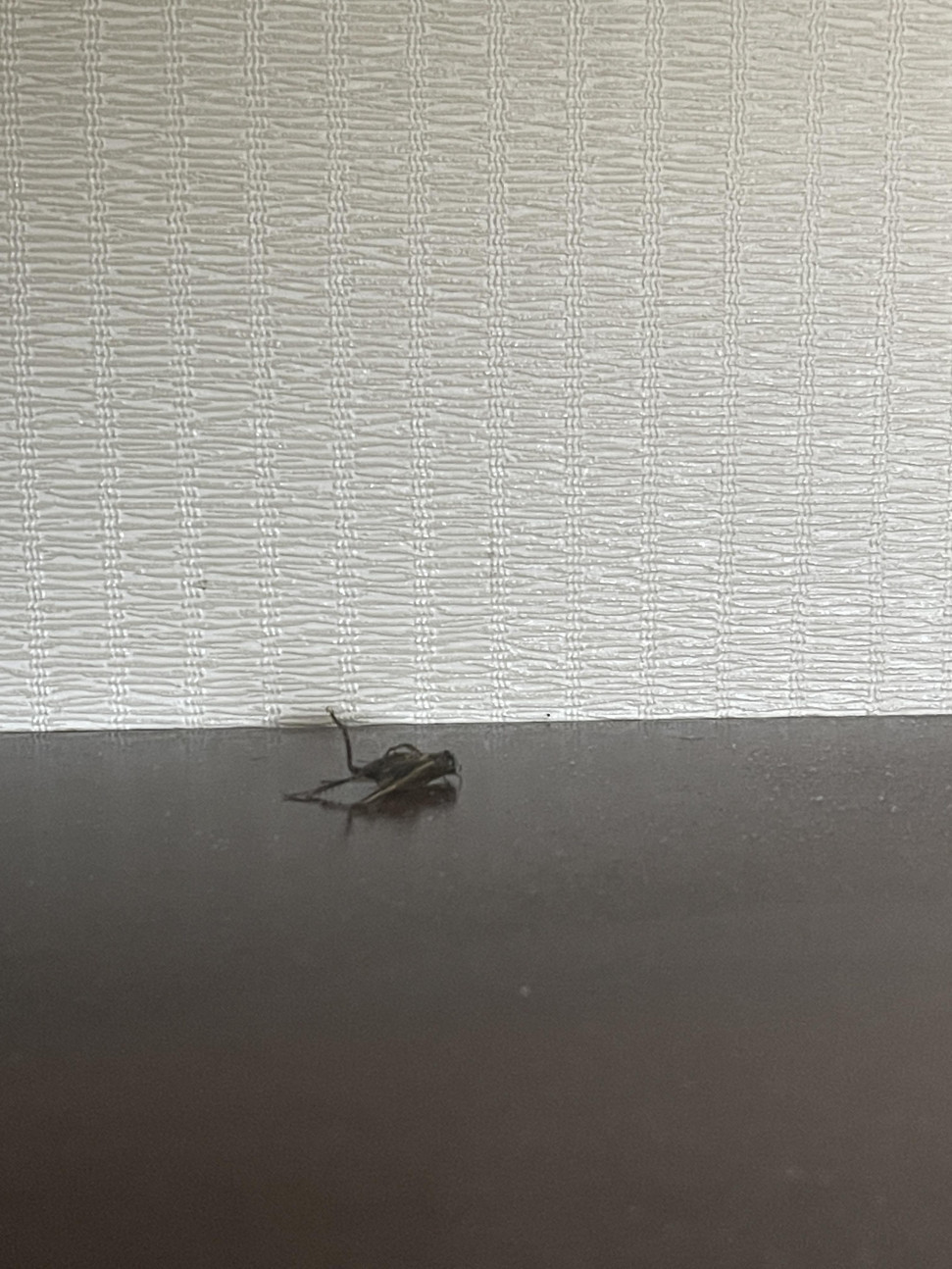 D3F0553B-362E-464A-BBF7-7B6D0526E299.jpeg : 네흥이 심장 다이죠부? D3F0553B-362E-464A-BBF7-7B6D0526E299.jpeg : 네흥이 심장 다이죠부?