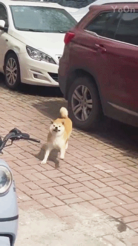 IMG_7440.GIF : 멍멍이 되게 신나보이네