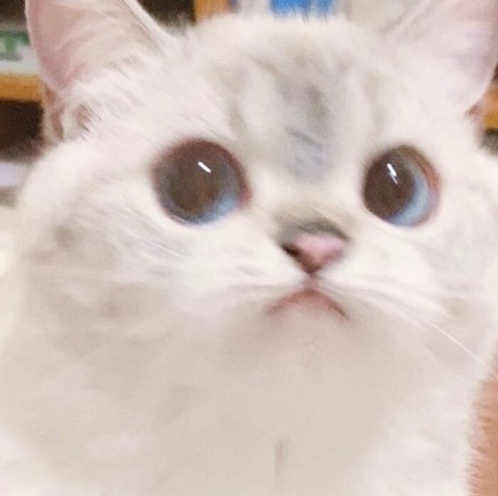 E084BC5A-C24A-440F-B150-73348DAB855D.jpeg : 이런 고양이가 키워달라고 나타나면 어떡할거냐 E084BC5A-C24A-440F-B150-73348DAB855D.jpeg : 이런 고양이가 키워달라고 나타나면 어떡할거냐