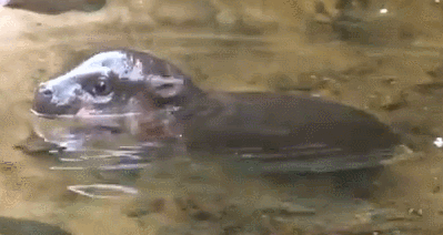 201506270900097086_img_0.gif : 베이비 히포 201506270900097086_img_0.gif : 베이비 히포