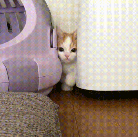 1687900132739.gif : 어우 개졸려 1687900132739.gif : 어우 개졸려