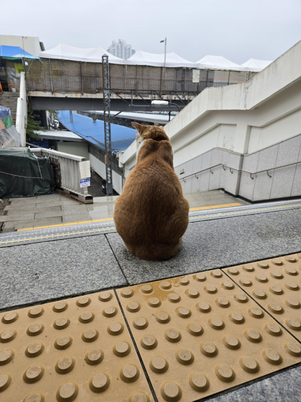 20240526_145518.jpg : 이거 네흥 냥이 20240526_145518.jpg : 이거 네흥 냥이