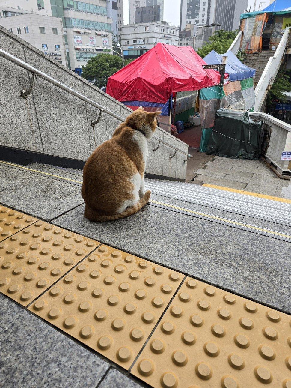 20240526_145420.jpg : 이거 네흥 냥이 20240526_145420.jpg : 이거 네흥 냥이