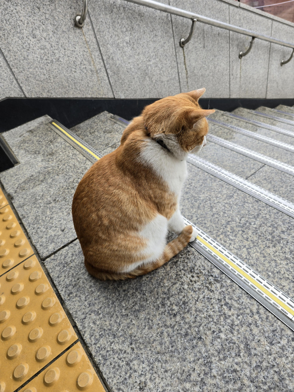 20240526_145443.jpg : 이거 네흥 냥이 20240526_145443.jpg : 이거 네흥 냥이