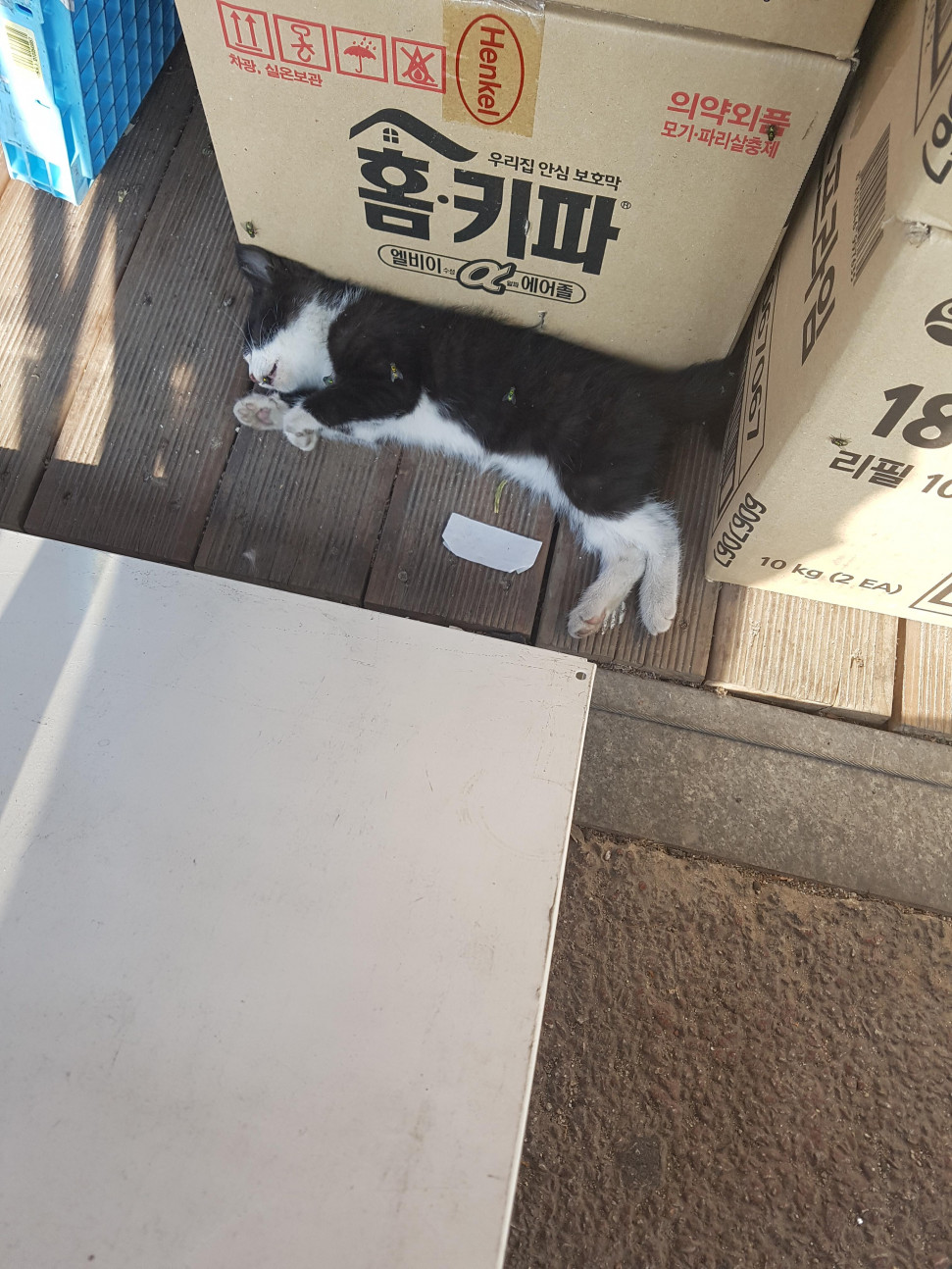 20190617_162516.jpg : 약혐주의) 고양이 주웠다 20190617_162516.jpg : 약혐주의) 고양이 주웠다