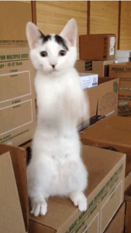 1574841886.gif : 닝겐상 네흥하는레후 1574841886.gif : 닝겐상 네흥하는레후