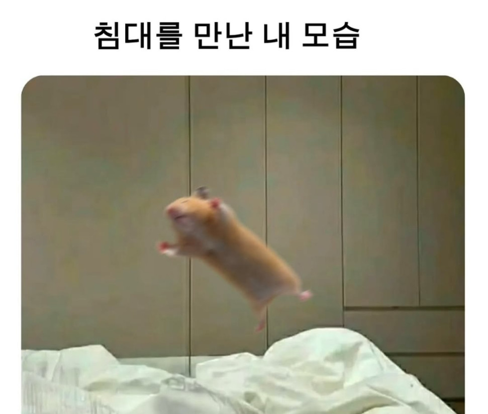 1746819744523.jpg : 침대를 만난 네흥이 1746819744523.jpg : 침대를 만난 네흥이