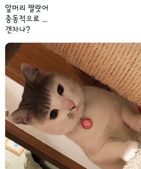 1688269905514.jpg : 네흥이들아 나 앞머리 잘랐어... 1688269905514.jpg : 네흥이들아 나 앞머리 잘랐어...