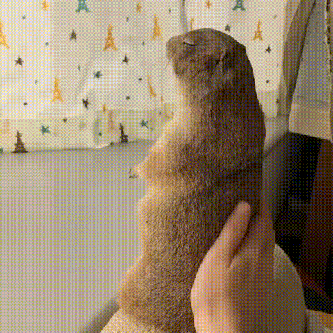 1673706151656.gif : 프레리독 기엽다 1673706151656.gif : 프레리독 기엽다