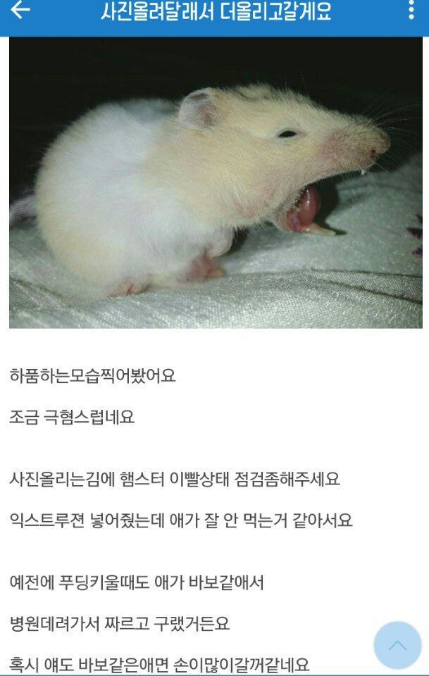 1688270341822.jpg : 우리집 햄스터가 쥐 같아여... 1688270341822.jpg : 우리집 햄스터가 쥐 같아여...