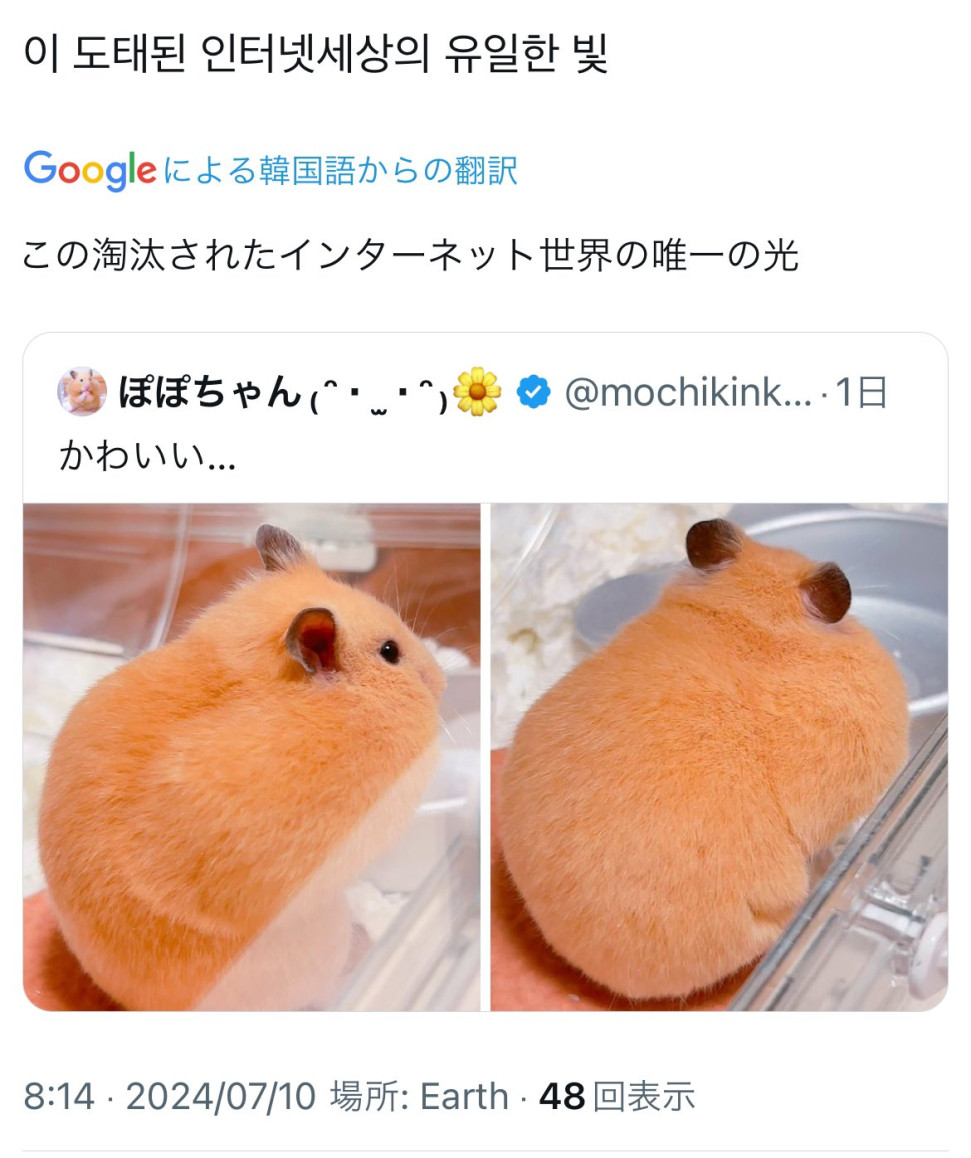 IMG_0006.jpeg : 심심하당 IMG_0006.jpeg : 심심하당