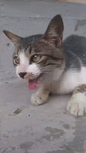 9acb33041574b5b9eaf559c4befbc6ee.gif : 네냥이 9acb33041574b5b9eaf559c4befbc6ee.gif : 네냥이